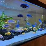Panzió Ariadna 3*